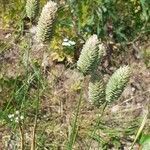 Phalaris canariensis habit picture by Boumlik Messaïli (cc-by-sa)