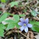 Hepatica nobilis flower picture by Jean Gauberti (cc-by-sa)