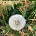 Taraxacum erythrospermum flower picture by Michel MORENA (cc-by-sa)