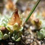 Gamochaeta lulioana habit picture by Fabien Anthelme (cc-by-sa)