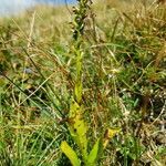 Dactylorhiza viridis fruit picture by Kampf Robert (cc-by-sa)