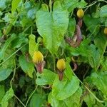 Aristolochia sempervirens flower picture by jonathan Sila (cc-by-sa)