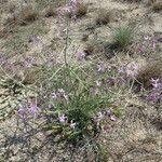 Matthiola sinuata habit picture by Sylvain Piry (cc-by-sa)