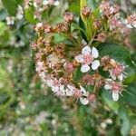 Aronia melanocarpa flower picture by Marilyse Goulet (cc-by-sa)