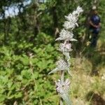 Stachys germanica flower picture by Edoardo Caporusso (cc-by-sa)