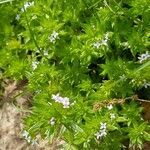 Sherardia arvensis habit picture by Nicolas Lagarrigue (cc-by-sa)