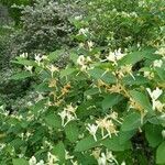 Lonicera tatarica flower picture by stephane thomas (cc-by-sa)