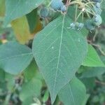 Homalanthus populifolius leaf picture by Ball Darren (cc-by-sa)