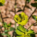 Euphorbia serrata flower picture by Aurélia et JChris Courte-Barbary (cc-by-sa)