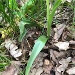 Ophrys insectifera leaf picture by Frederic Vieilledent (cc-by-sa)