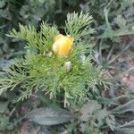 Adonis microcarpa flower picture by Bertolin Jorge (cc-by-sa)