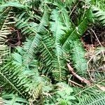 Polystichum munitum habit picture by Maarten Vanhove (cc-by-sa)