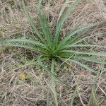 Eryngium horridum leaf picture by Muzzachiodi Norberto (cc-by-sa)