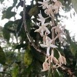 Coffea arabica flower picture by Daniela Fontes (cc-by-sa)