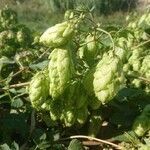 Humulus lupulus flower picture by Remi Espert (cc-by-sa)