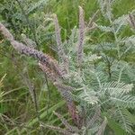 Amorpha canescens flower picture by T H (cc-by-sa)