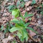 Helleborus odorus leaf picture by Andrej Potočnik (cc-by-sa)