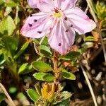 Rhodothamnus chamaecistus flower picture by Jani Zadrgal (cc-by-sa)