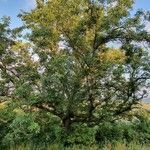 Fraxinus excelsior habit picture by Luca K (cc-by-sa)