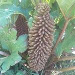 Gunnera tinctoria flower picture by Laurent GUILLAUME (cc-by-sa)