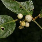 Lycianthes multiflora fruit picture by Nelson Zamora Villalobos (cc-by-nc)