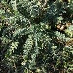 Glaucium flavum habit picture by Patrice Nodet (cc-by-sa)