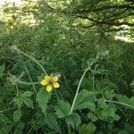 Geum urbanum flower picture by jo wood (cc-by-sa)