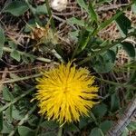 Centaurea acaulis flower picture by Marilyne Renou-Garcias (cc-by-sa)