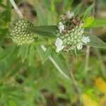 Pycnanthemum verticillatum flower picture by John Murtaugh (cc-by-sa)