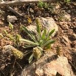 Plantago bellardii flower picture by Olivier Le Gall (cc-by-sa)