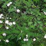 Ranunculus platanifolius habit picture by Llandrich anna (cc-by-sa)