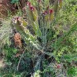 Euphorbia bussei habit picture by susan brown (cc-by-sa)