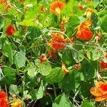 Tropaeolum majus flower picture by Tonho Antonio (cc-by-sa)