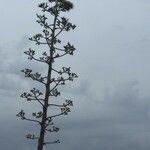 Agave americana habit picture by laurence arciniega (cc-by-sa)