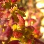 Rumex bucephalophorus fruit picture by bas yves (cc-by-sa)