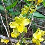 Cyrtopodium palmifrons flower picture by Flor Alex (cc-by-sa)