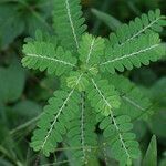 Phyllanthus amarus habit picture by R. Tournebize (cc-by-sa)