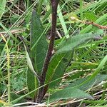 Saussurea alpina leaf picture by Bo Strand (cc-by-sa)