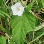 Convolvulus farinosus flower picture by susan brown (cc-by-sa)