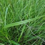 Scirpus sylvaticus leaf picture by madamx madamx (cc-by-sa)