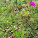 Senecio pulcher habit picture by Trap Hers (cc-by-sa)