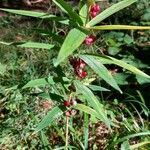 Polygonatum verticillatum fruit picture by Pascale Lombard (cc-by-sa)