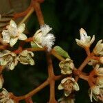 Vismia macrophylla flower picture by Nelson Zamora Villalobos (cc-by-nc)