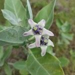 Calotropis gigantea flower picture by Franc-Christophe BAURENS (cc-by-sa)