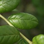 Combretum constrictum leaf picture by E. Mouysset (cc-by-sa)