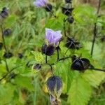 Nicandra physalodes flower picture by Heinrich Schulze (cc-by-sa)