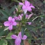 Barleria cristata habit picture by Prasanta Hembram (cc-by-sa)