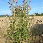 Cirsium vulgare habit picture by Kai Best (cc-by-sa)