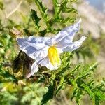 Solanum sisymbriifolium flower picture by Trap Hers (cc-by-sa)