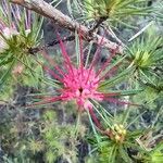 Darwinia fascicularis flower picture by O'Loughlin Davi (cc-by-sa)